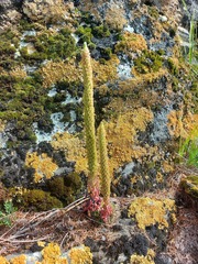 Orostachys spinosa