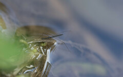 Hydrometra stagnorum