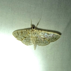 Haritalodes derogata