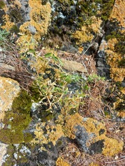 Stellaria dichotoma
