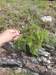 Pulsatilla tenuiloba