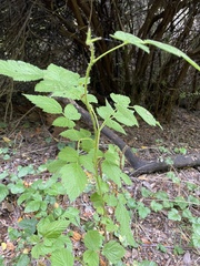 Rubus spectabilis