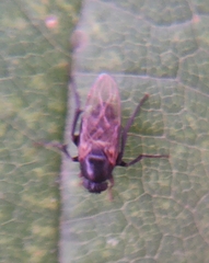 Hypocera mordellaria
