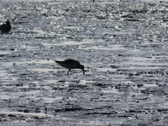 Calidris tenuirostris