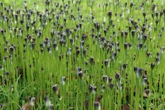 Pterostylis pedunculata