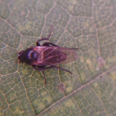 Hypocera mordellaria