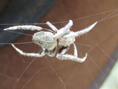 Hortophora