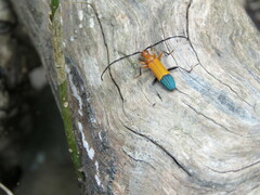 Stenoderus ostricilla