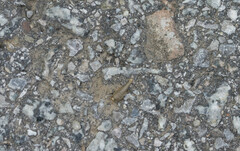 Lepismatidae