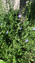 Cichorium intybus
