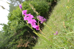 Gladiolus imbricatus