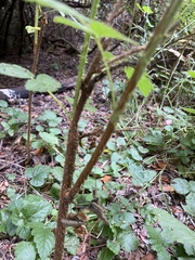 Rubus spectabilis