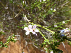 Cyanothamnus coerulescens