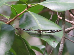 Phaedyma shepherdi