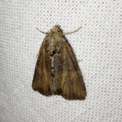 Mesoligia furuncula