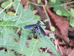 Hermyini