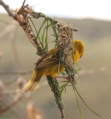 Ploceus capensis
