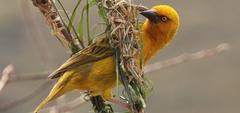 Ploceus capensis