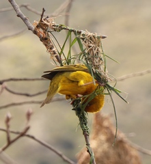 Ploceus capensis