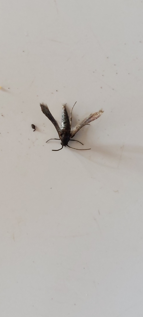 Microsesia