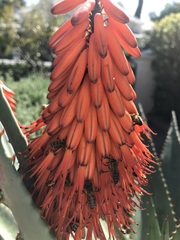 Apis mellifera capensis