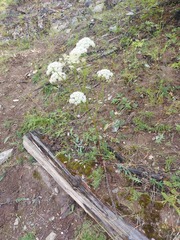 Kitagawia baicalensis