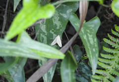 Rhodometra sacraria