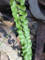 Lindsaea linearis
