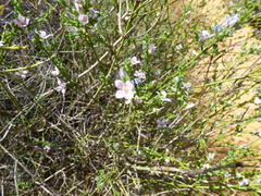 Cyanothamnus coerulescens