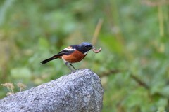 Phoenicurus schisticeps