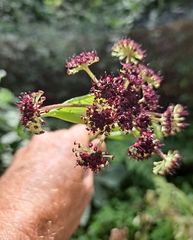 Angelica decursiva