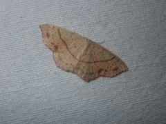 Cyclophora punctaria