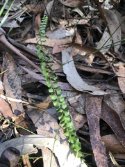 Lindsaea linearis