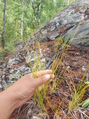 Carex myosuroides