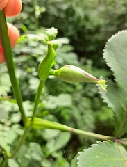 Angelica decursiva