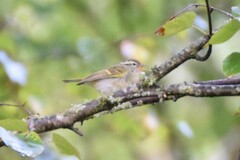 Phylloscopus pulcher