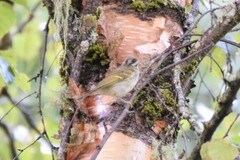 Phylloscopus pulcher