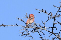 Carpodacus erythrinus