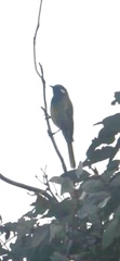 Nesoptilotis leucotis