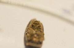 Nyctophila reichii