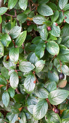 Cotoneaster lucidus
