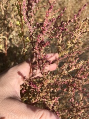 Suaeda
