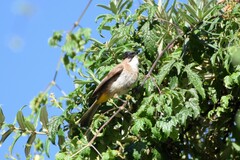 Pycnonotus xanthorrhous