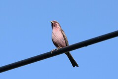 Carpodacus dubius