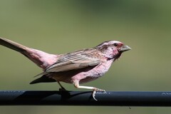 Carpodacus dubius