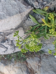 Crithmum maritimum