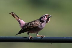 Carpodacus dubius