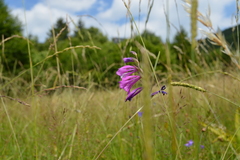 Gladiolus imbricatus