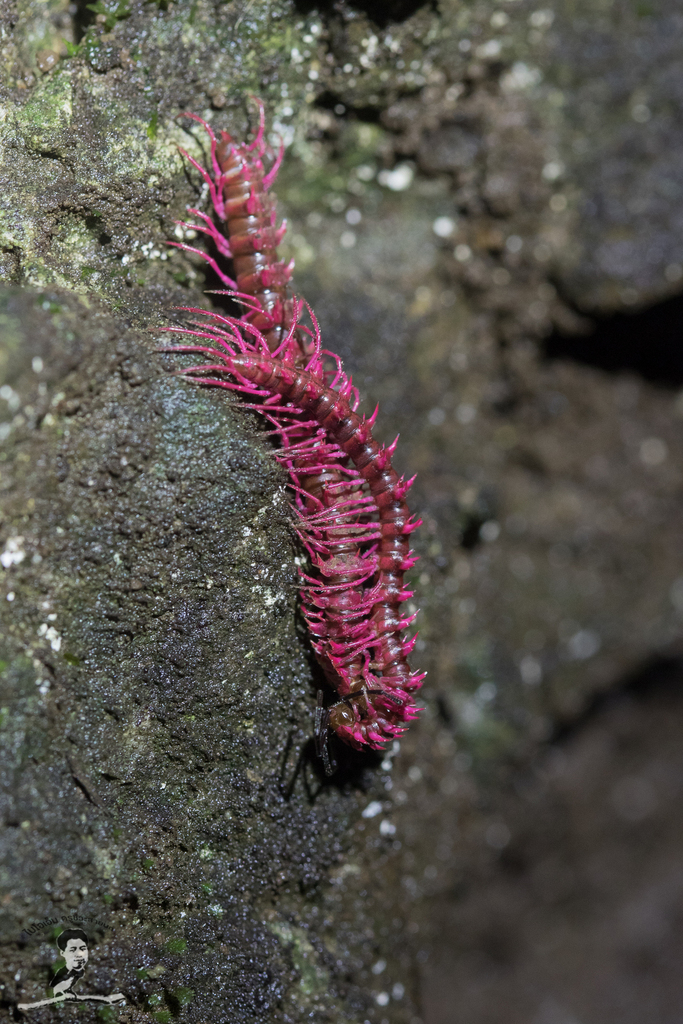 Shocking Pink Millipede (Desmoxytes purpurosea) · iNaturalist