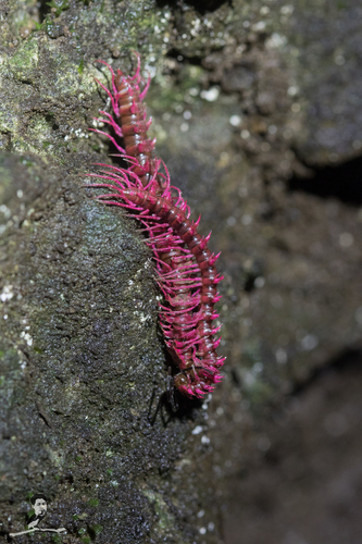 Shocking Pink Millipede (Desmoxytes purpurosea) · iNaturalist